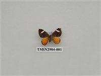 藏品(尺蛾653)的圖片